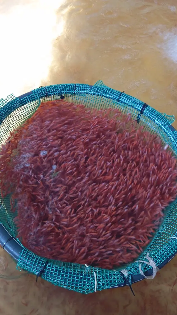 Alevinos Tilapia Roja